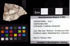 Foto (Objket + Etiketten) von Galatheoidea indet. 